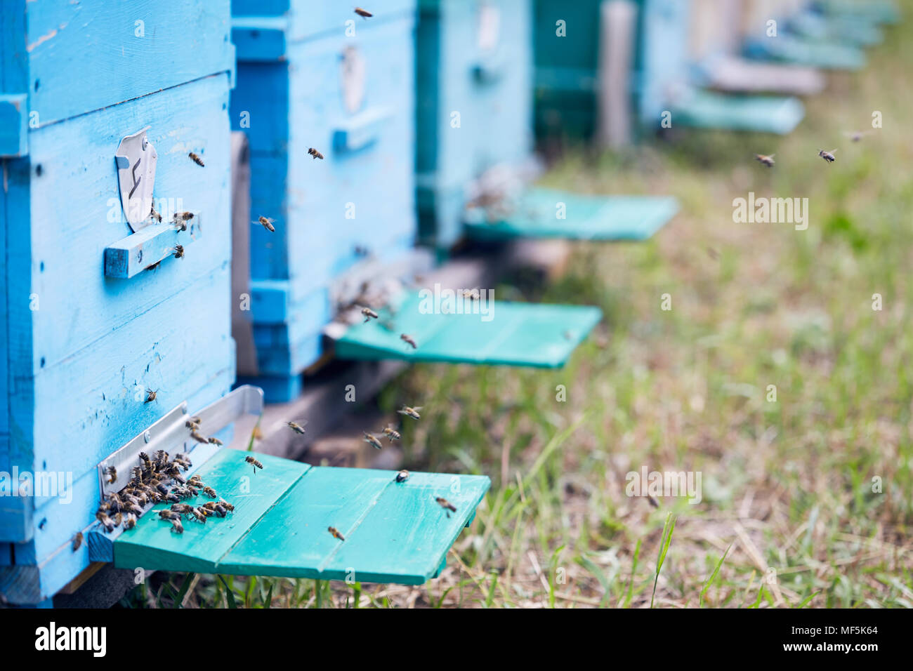 Ruche rucher dans les boîtes bleues Banque D'Images