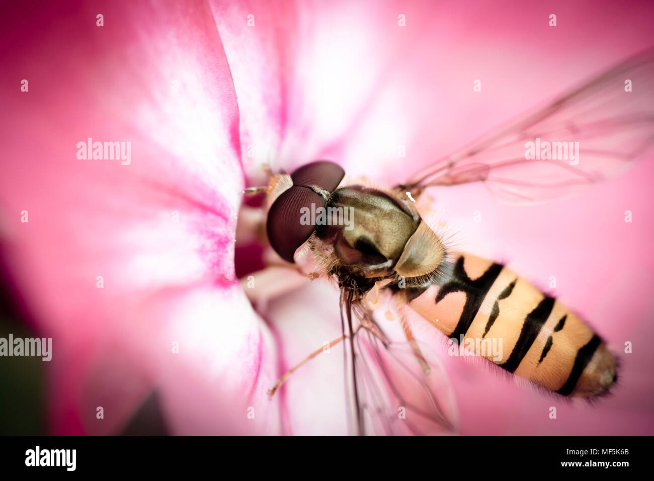 Hoverfly, Syrphidae sur blossom Banque D'Images