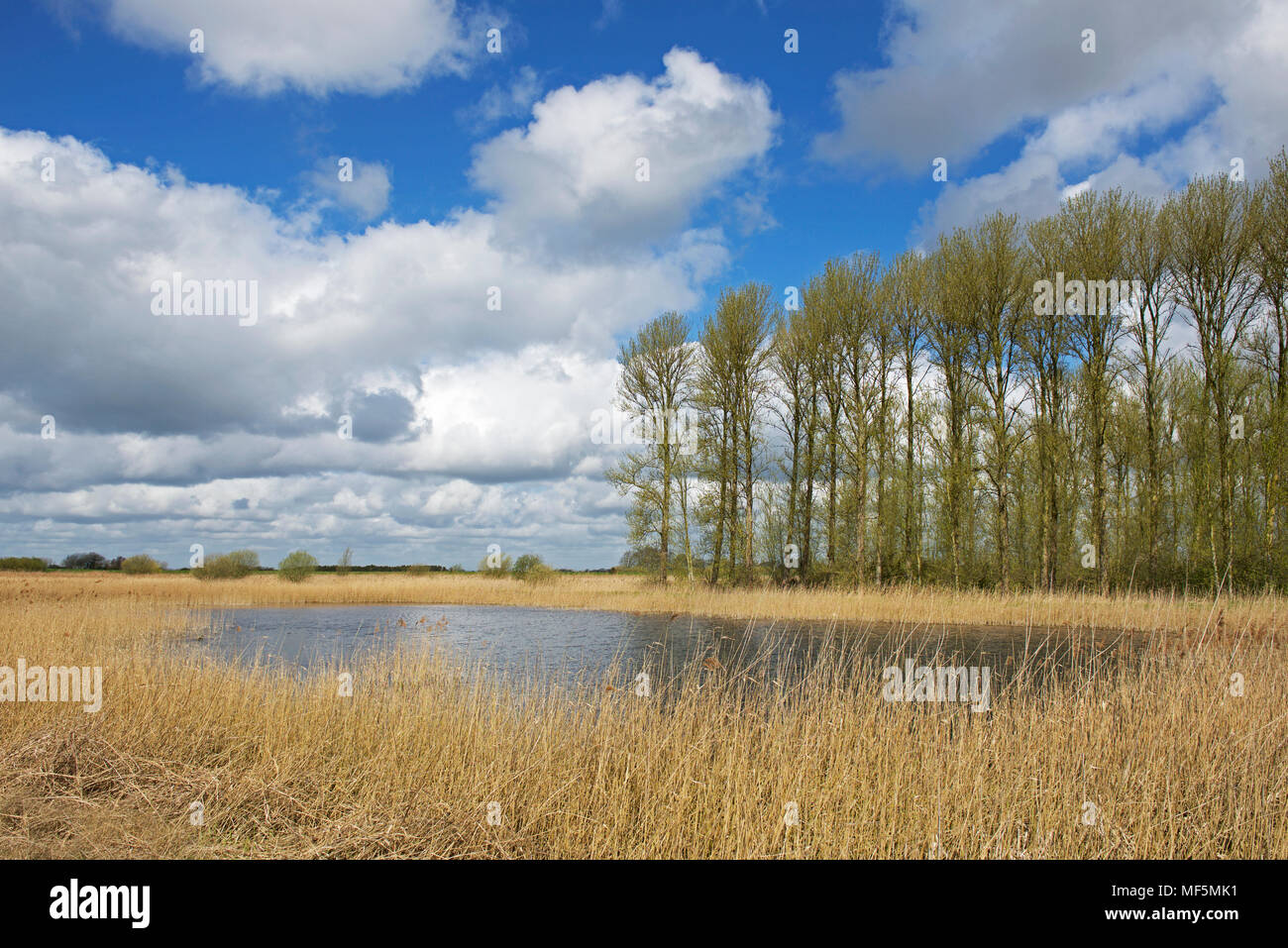 La réserve RSPB de Lakenheath, Fen, Suffolk, Angleterre, Royaume-Uni Banque D'Images