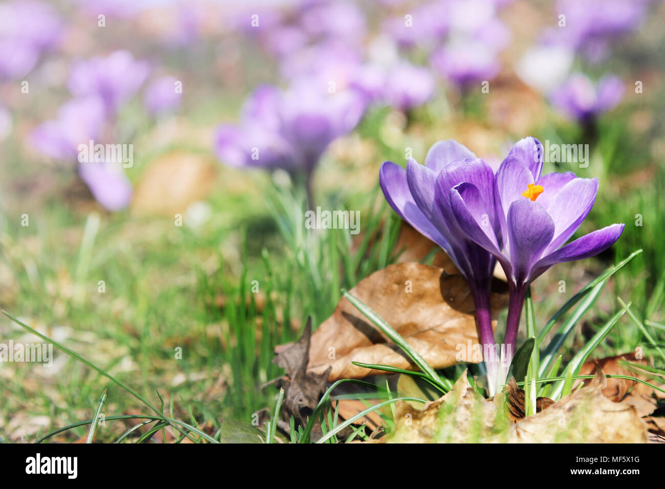 Clairière de blooming crocus en parc au printemps. L'une des premières fleurs à ressort. Avec l'espace pour le texte. Banque D'Images