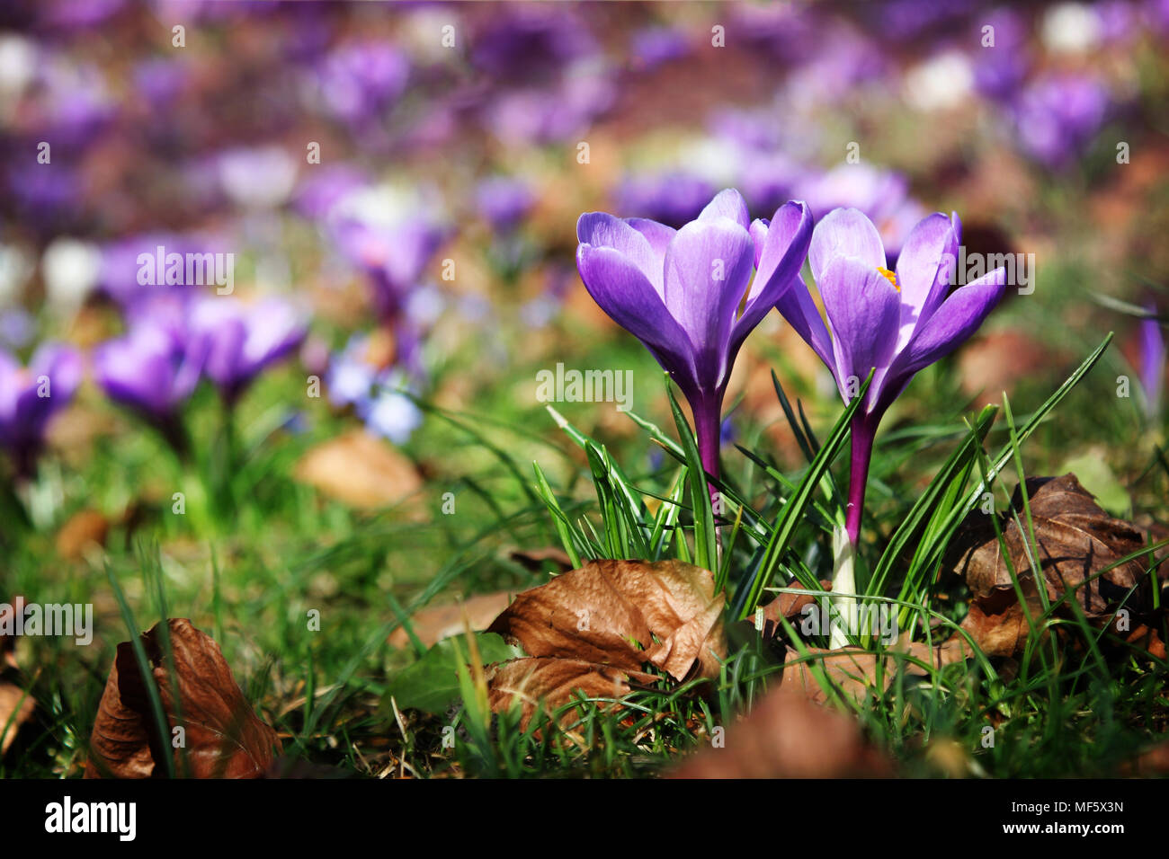 Clairière de blooming crocus en parc au printemps. L'une des premières fleurs à ressort. Banque D'Images