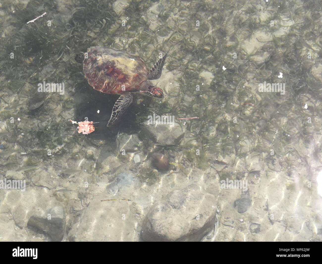 La tortue imbriquée a sauvé Quatre braconniers illégaux sont maintenant en soins infirmiers au Lepa Sandbar dans Bongao, Tawi-Tawi. Par Sherbien Dacalanio (Photo / Pacific Press) Banque D'Images