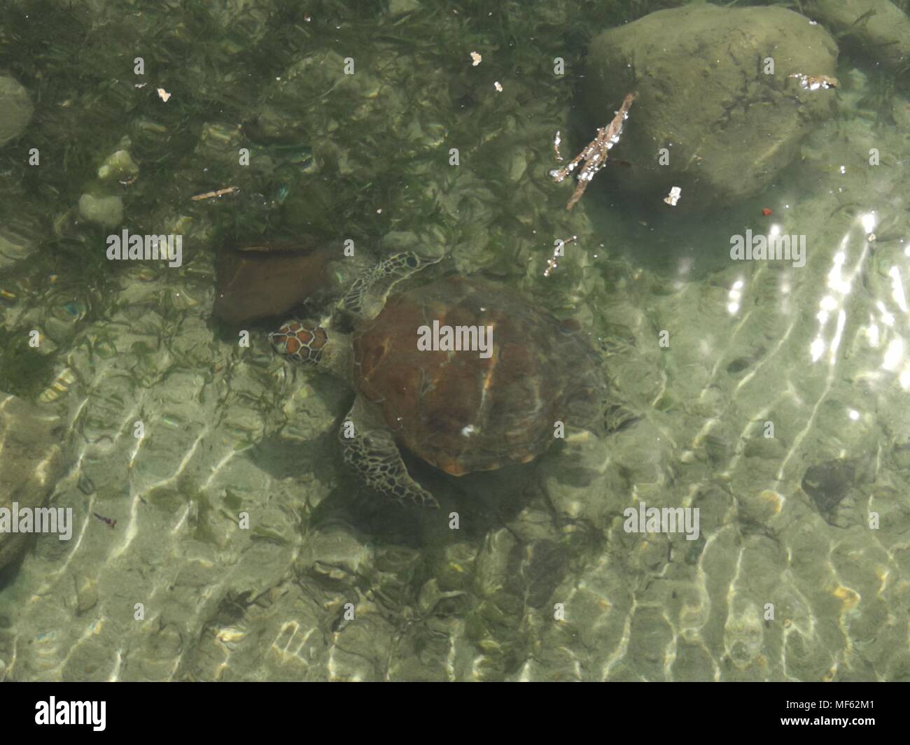 La tortue imbriquée a sauvé Quatre braconniers illégaux sont maintenant en soins infirmiers au Lepa Sandbar dans Bongao, Tawi-Tawi. Par Sherbien Dacalanio (Photo / Pacific Press) Banque D'Images