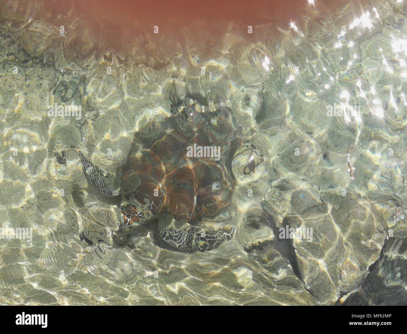 La tortue imbriquée a sauvé Quatre braconniers illégaux sont maintenant en soins infirmiers au Lepa Sandbar dans Bongao, Tawi-Tawi. Par Sherbien Dacalanio (Photo / Pacific Press) Banque D'Images