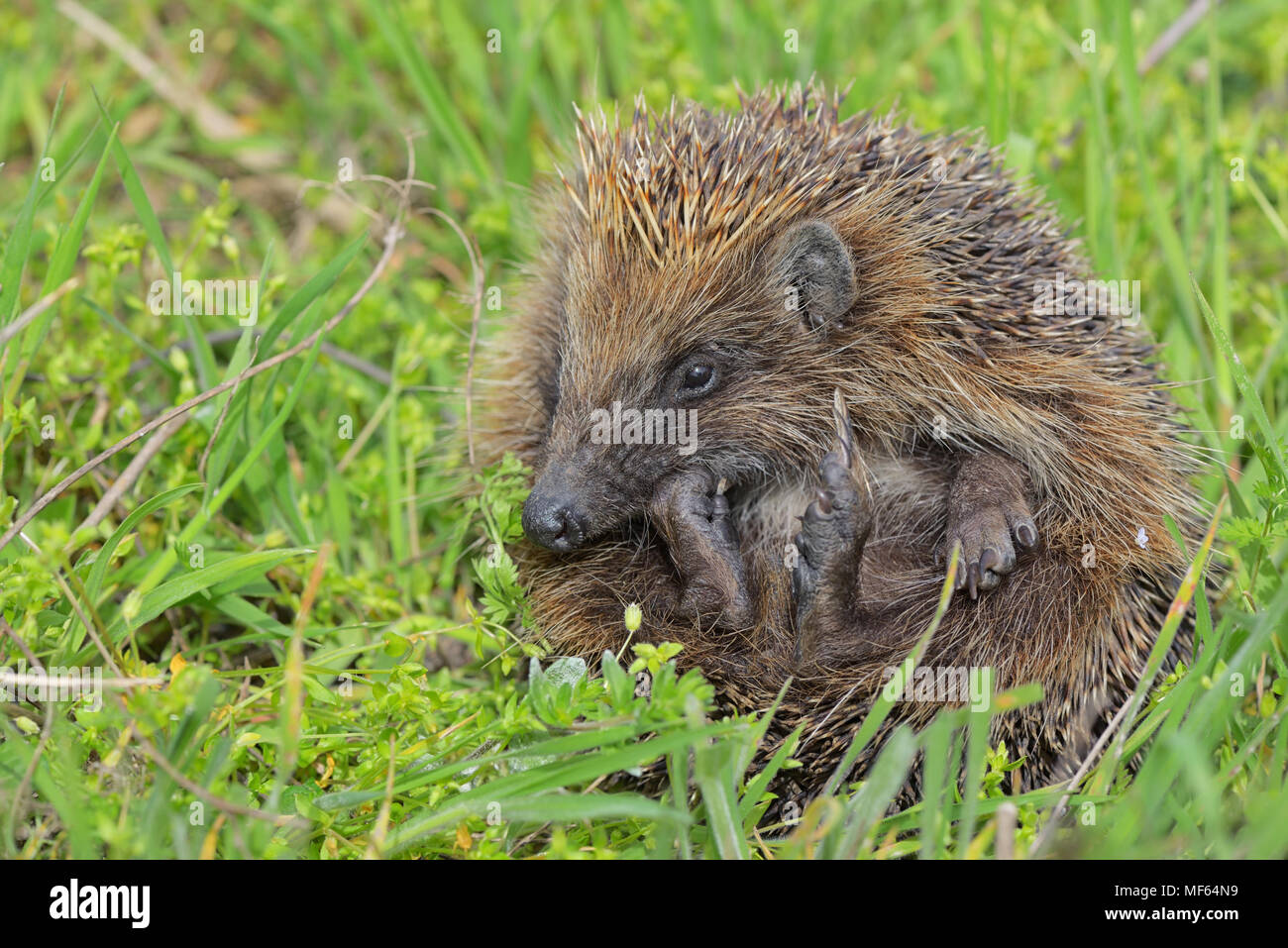 Jeune européen hedgehog in grass Banque D'Images