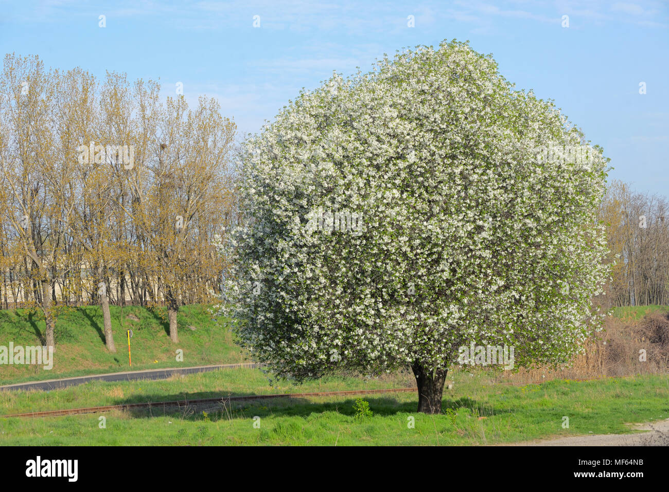 Blossoming Cherry Tree in Spring Banque D'Images