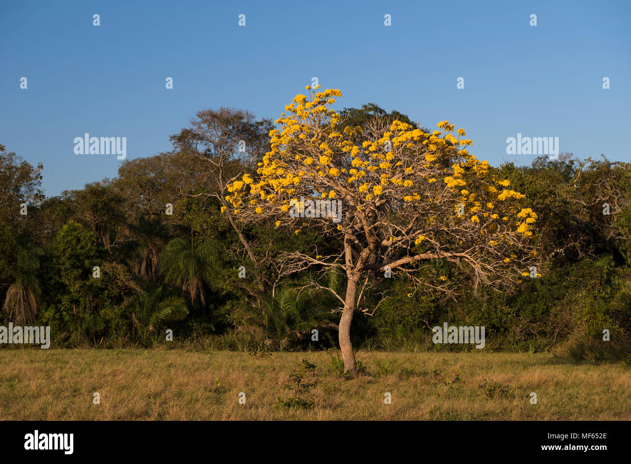 Un arbre en fleurs de couleur jaune Tabebuia Sud Pantanal Banque D'Images