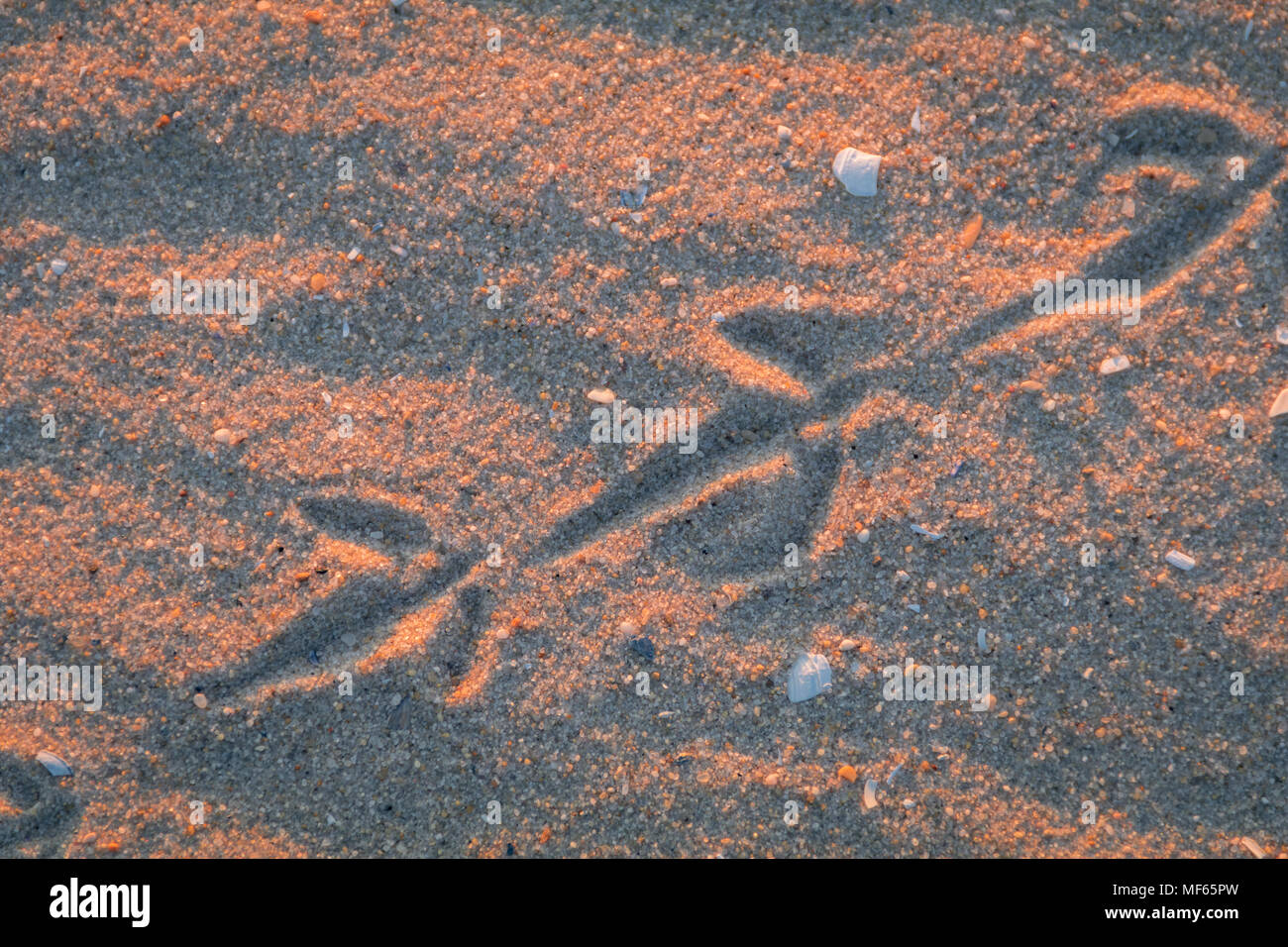 Huîtrier d'Amérique (Haematopus palliatus) couple sur la plage au coucher du soleil à Cape May, NJ Banque D'Images