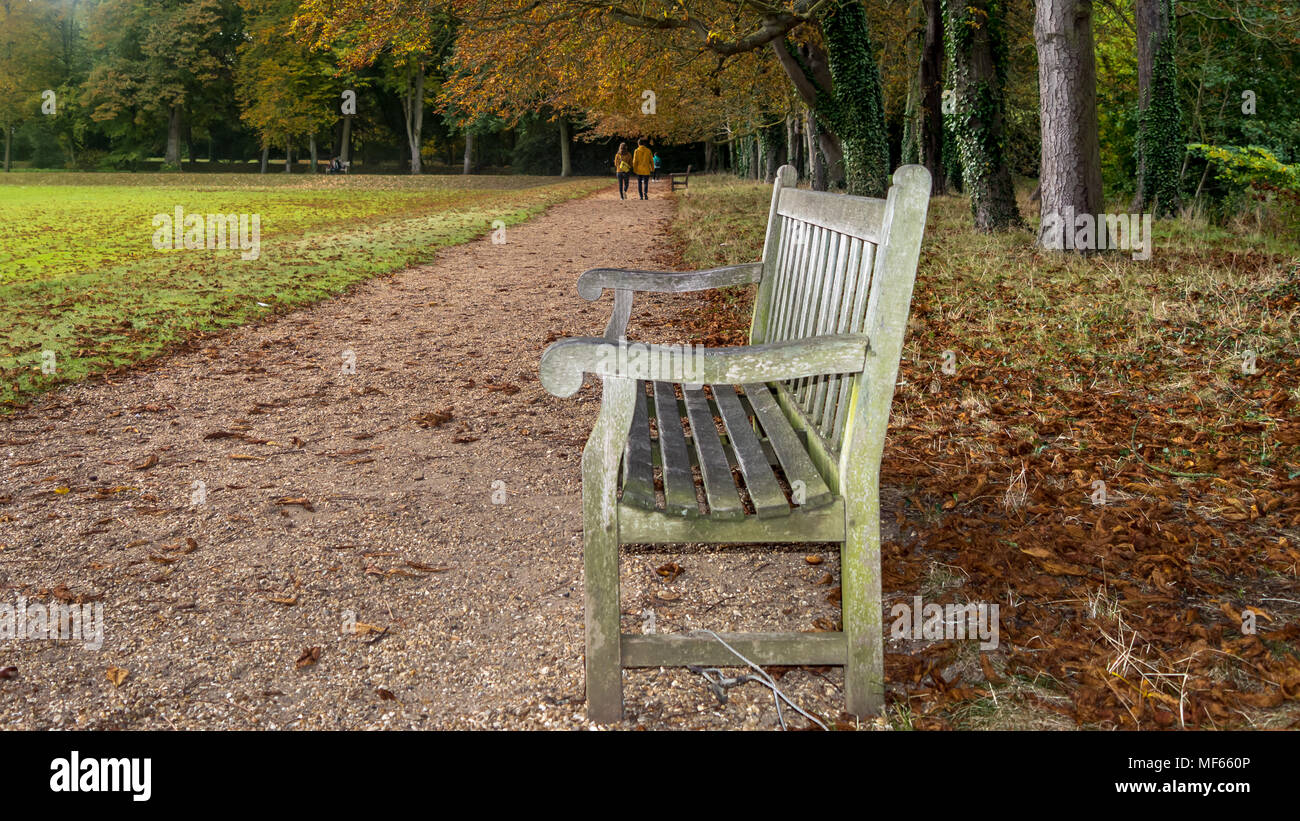 L'Automne Couleurs d'automne dans un parc près de Kings College, Cambridge, Royaume-Uni Banque D'Images