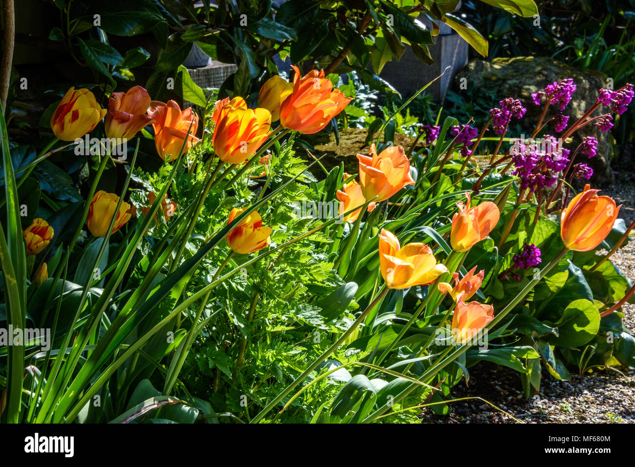 Les couleurs chaudes du Festival des tulipes - fleurs de printemps fleurissent dans les jardins dans le printemps chaud météo à Arundel Castle. photo ©Julia Claxton Banque D'Images