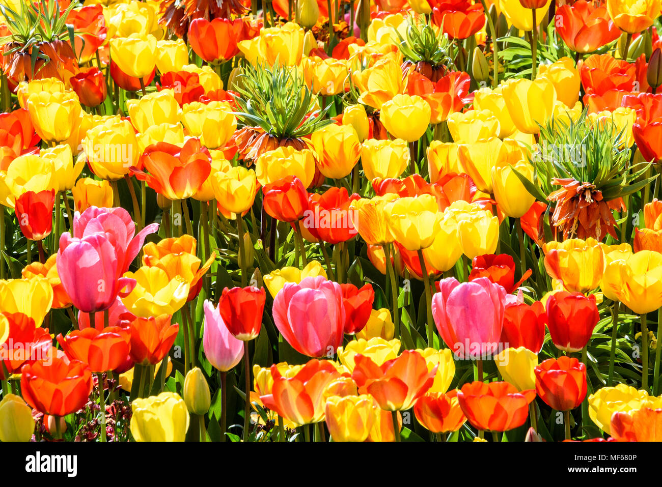Couleurs chaudes de l'un des lits de tulipes pendant le Festival de la tulipe au château d'Arundel. photo ©Julia Claxton Banque D'Images