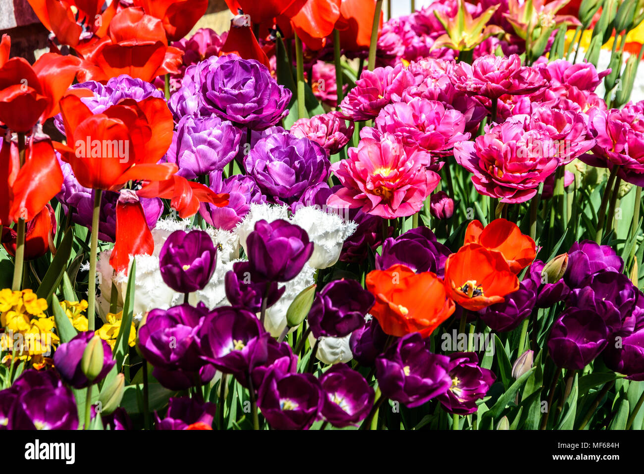 Couleurs chaudes de tulipes en pot durant le Festival des tulipes à Arundel Castle. photo ©Julia Claxton Banque D'Images
