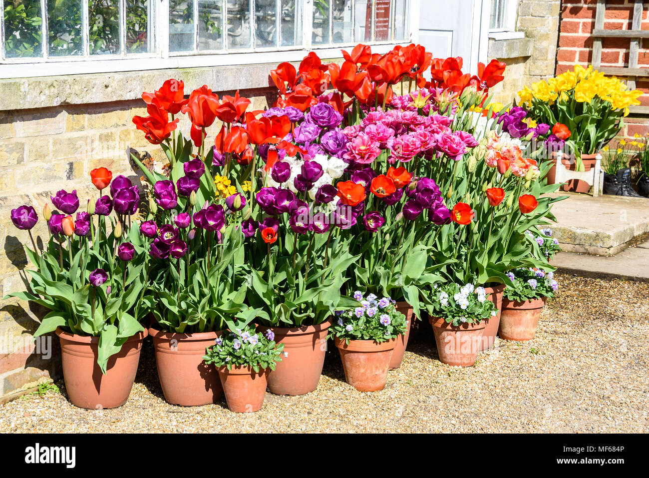 Couleurs chaudes de tulipes en pot durant le Festival des tulipes à Arundel Castle. photo ©Julia Claxton Banque D'Images