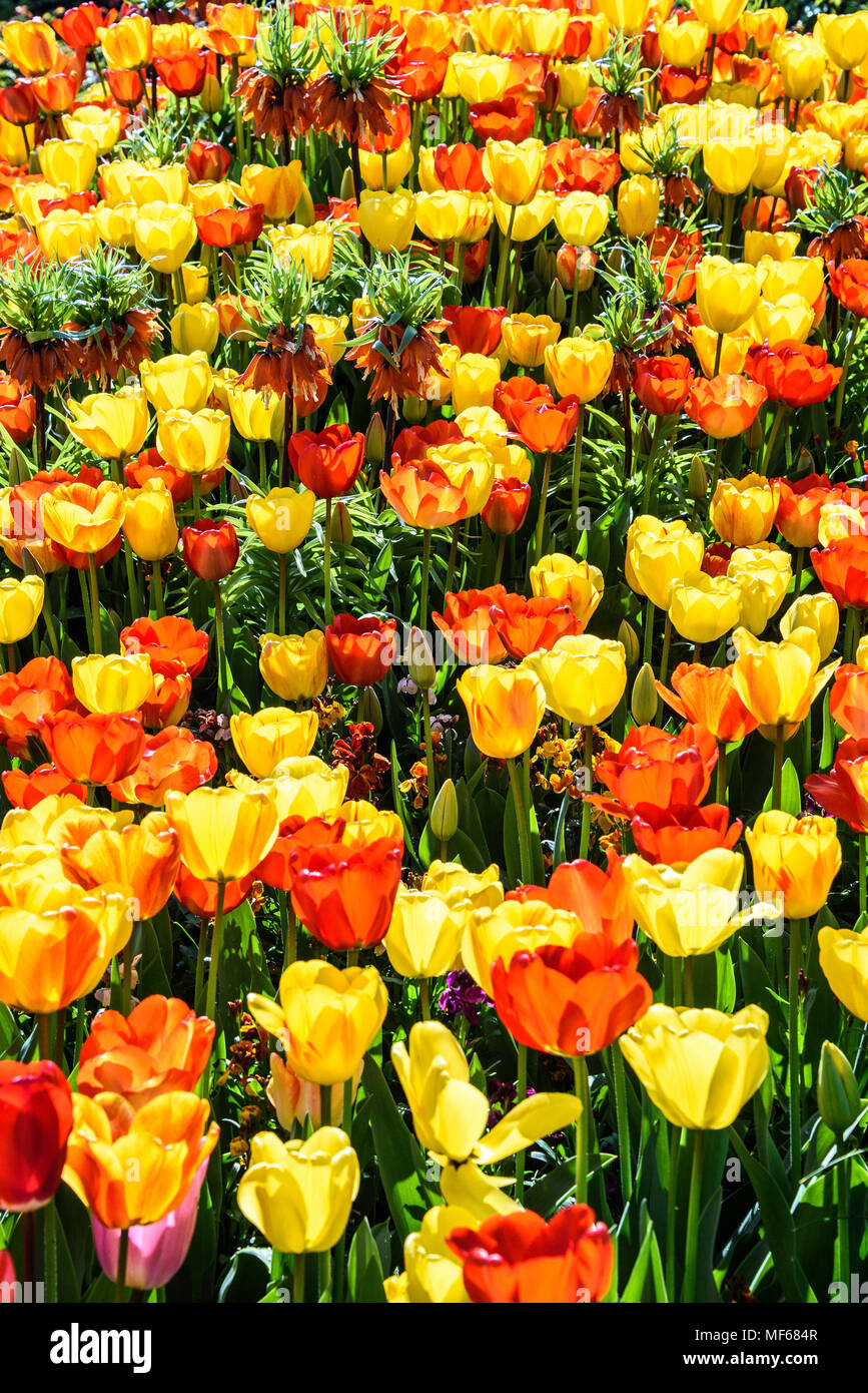 Couleurs chaudes de l'un des lits de tulipes pendant le Festival de la tulipe au château d'Arundel. photo ©Julia Claxton Banque D'Images