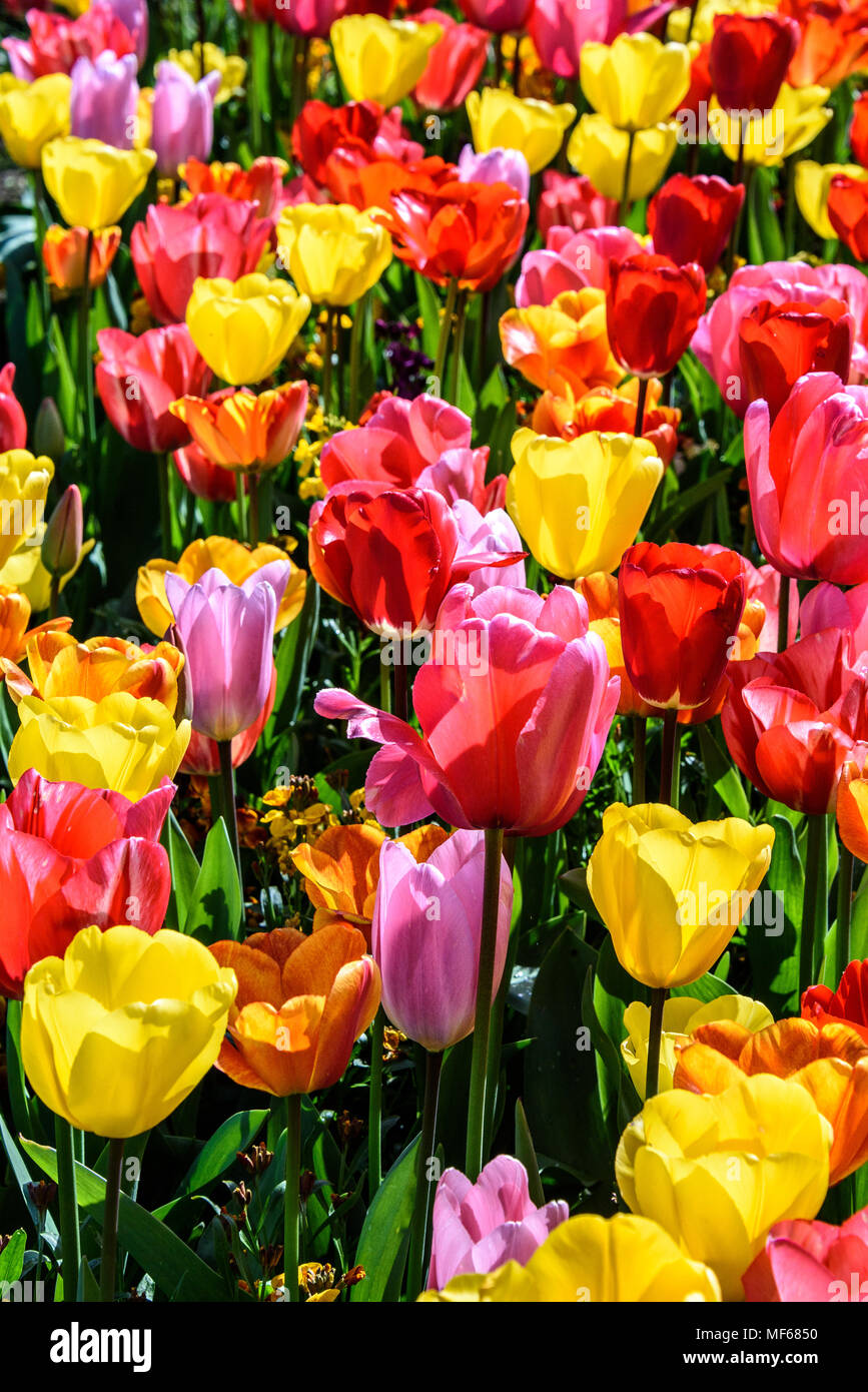 Couleurs chaudes de l'un des lits de tulipes pendant le Festival de la tulipe au château d'Arundel. photo ©Julia Claxton Banque D'Images