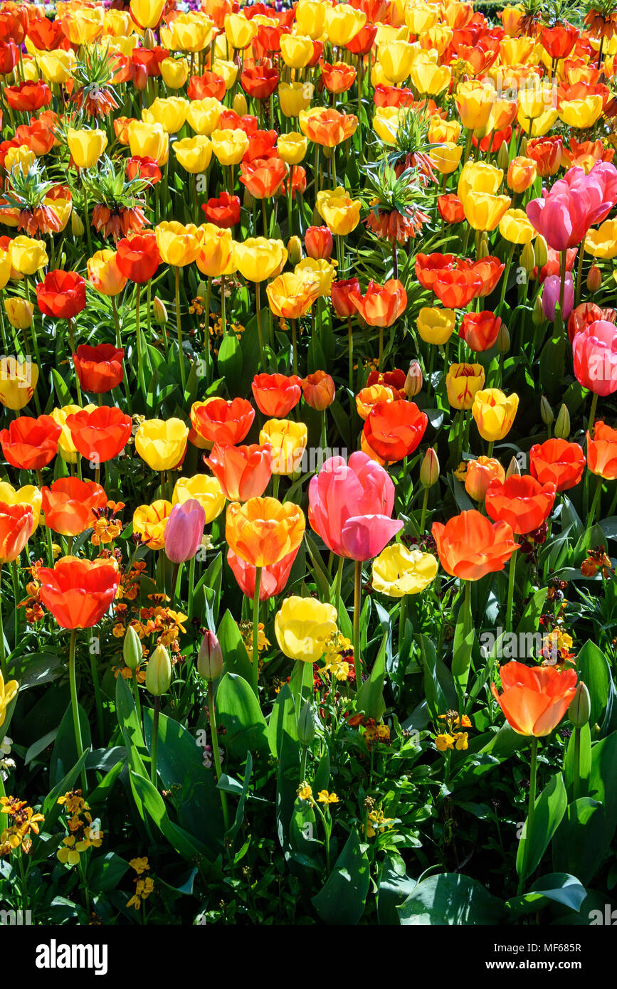 Couleurs chaudes de l'un des lits de tulipes pendant le Festival de la tulipe au château d'Arundel. photo ©Julia Claxton Banque D'Images