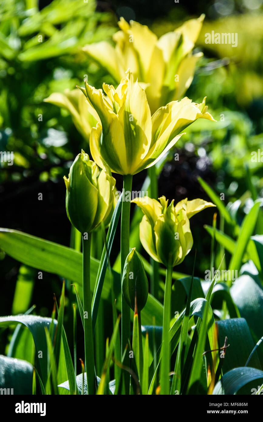 Festival des tulipes Viridiflora : tulipes. Les fleurs du printemps s'épanouir dans les jardins dans le printemps chaud météo à Arundel Castle. photo ©Julia Claxton Banque D'Images