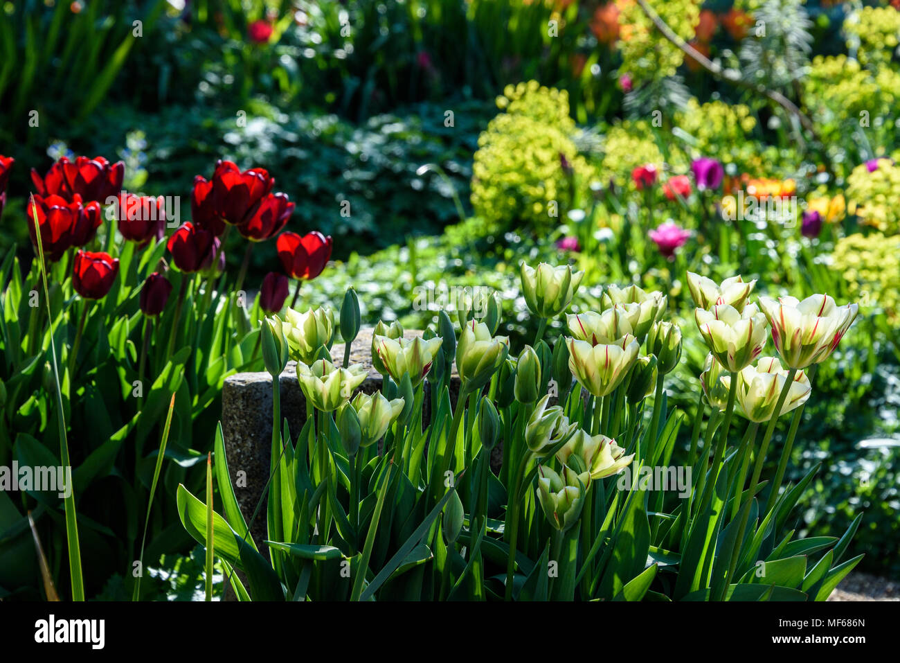 Festival des tulipes au printemps : les fleurs fleurissent dans les jardins dans le printemps chaud météo à Arundel Castle. photo ©Julia Claxton Banque D'Images
