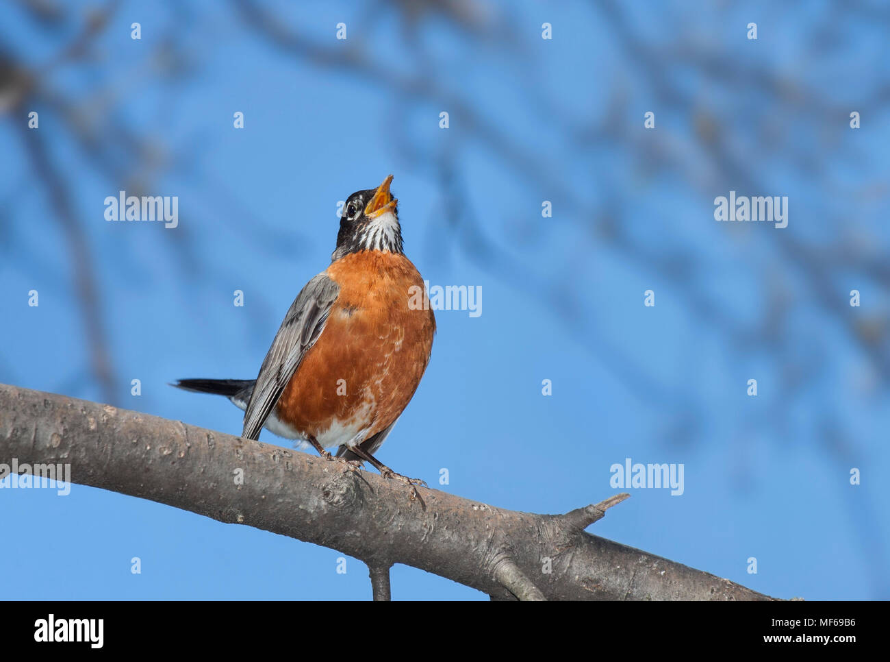 Avec son plumage orange vif en plein écran, queue de haut et le bec grand ouvert, un merle chante la chanson joyeuse. Un ciel bleu et arbres hors foyer Banque D'Images