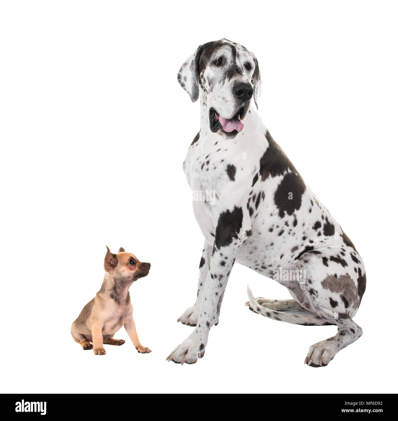 Plus petit et grand danois Bigest chihuahua dog sitting isolé sur fond blanc Banque D'Images
