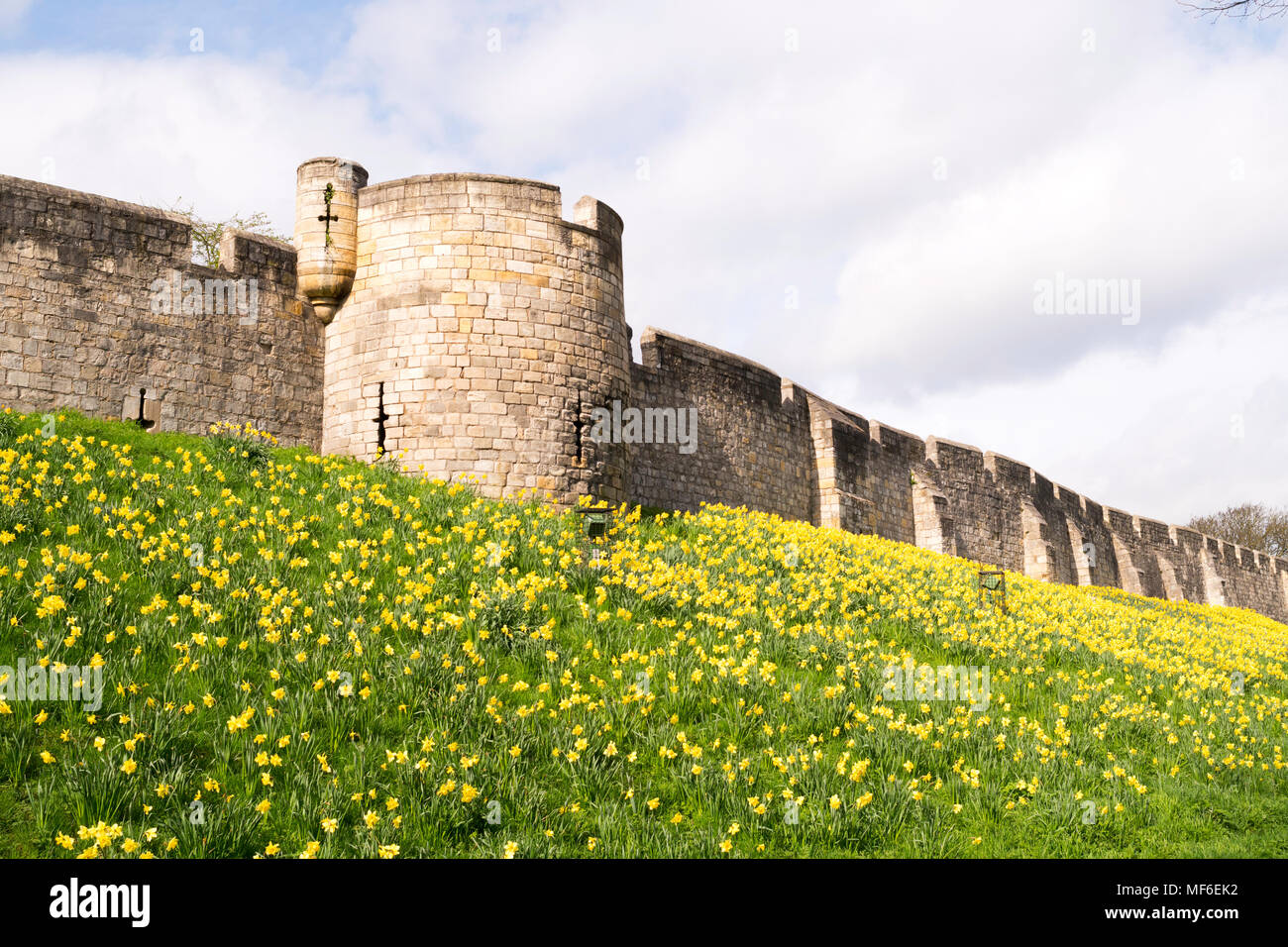 Un écran de jonquilles ci-dessous York city walls, Yorkshire, Angleterre, Royaume-Uni Banque D'Images
