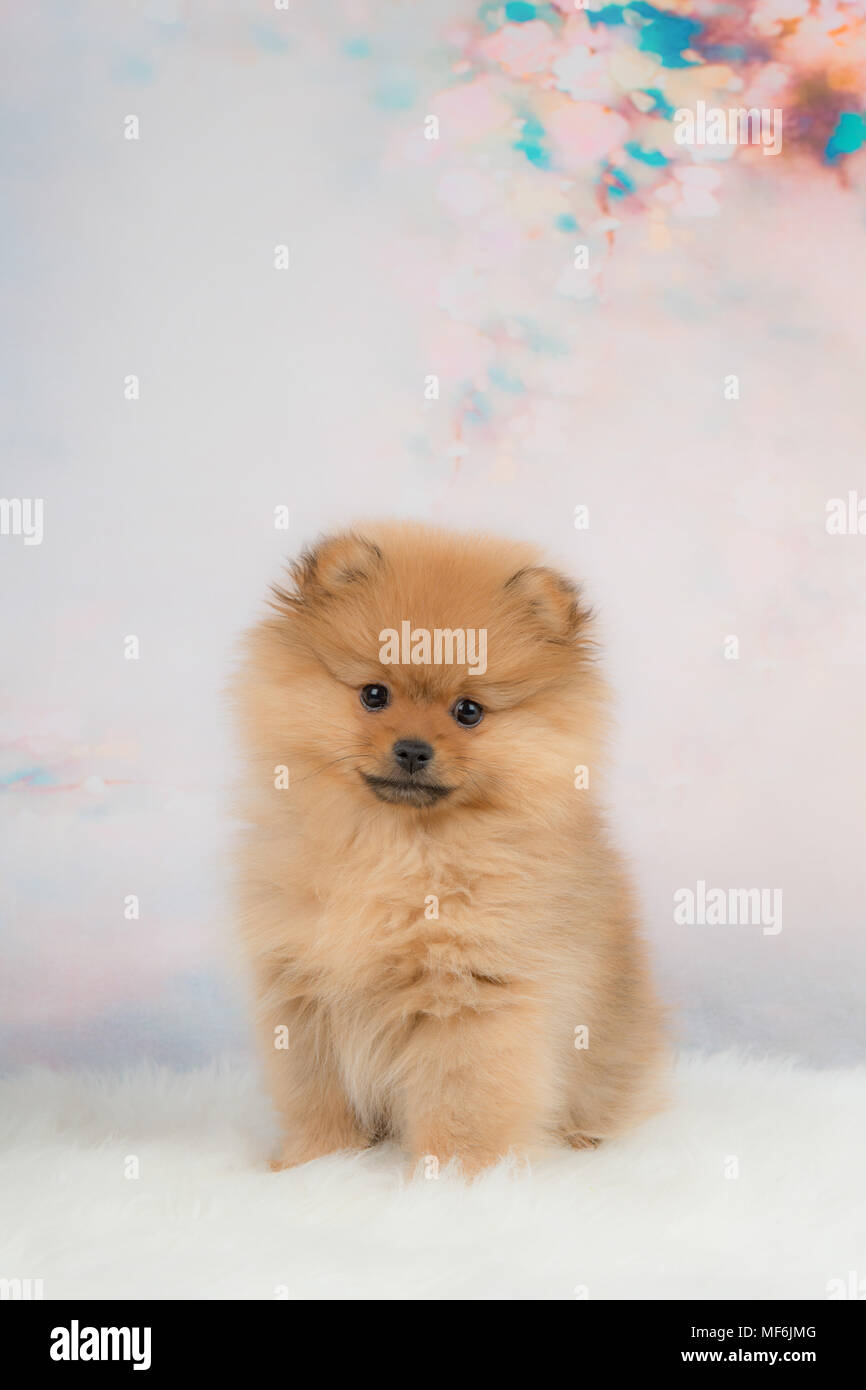 Pomeranian petit mignon chiot chien assis en face d'un fond romantique  Photo Stock - Alamy