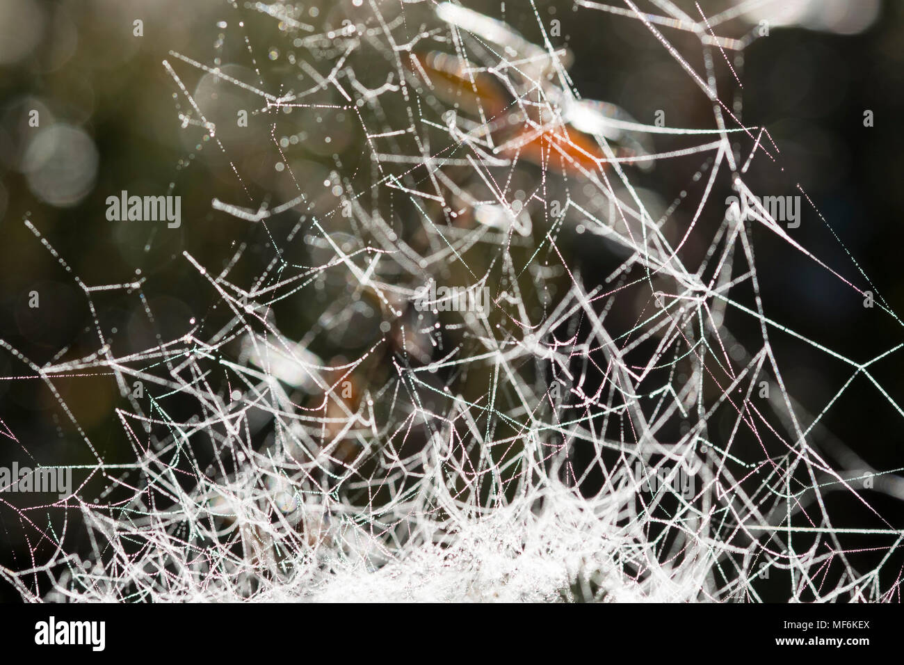 Cobweb d'une feuille Weaver (des Agelenidae), l'Isar, Haute-Bavière, Bavière, Allemagne Banque D'Images