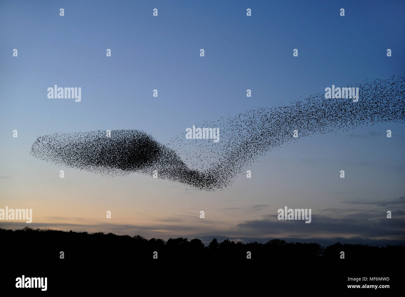 Étourneau sansonnet Sturnus vulgaris, RSPB Minsmere à murmuration, avec environ 40000 oiseaux l'onagre dans des formes inhabituelles, Suffolk, Février Banque D'Images