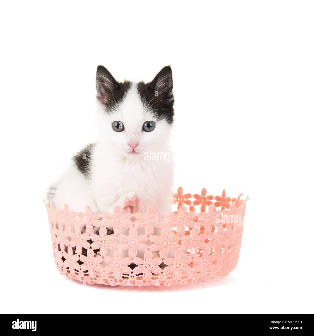 Noir Et Blanc Mignon Bebe Chat Dans Un Panier Rose Isolee A Un Fond Blanc Photo Stock Alamy Noir Et Blanc Mignon Bebe Chat Dans Un Panier Rose Isolee A Un Fond Blanc Photo Stock Alamy