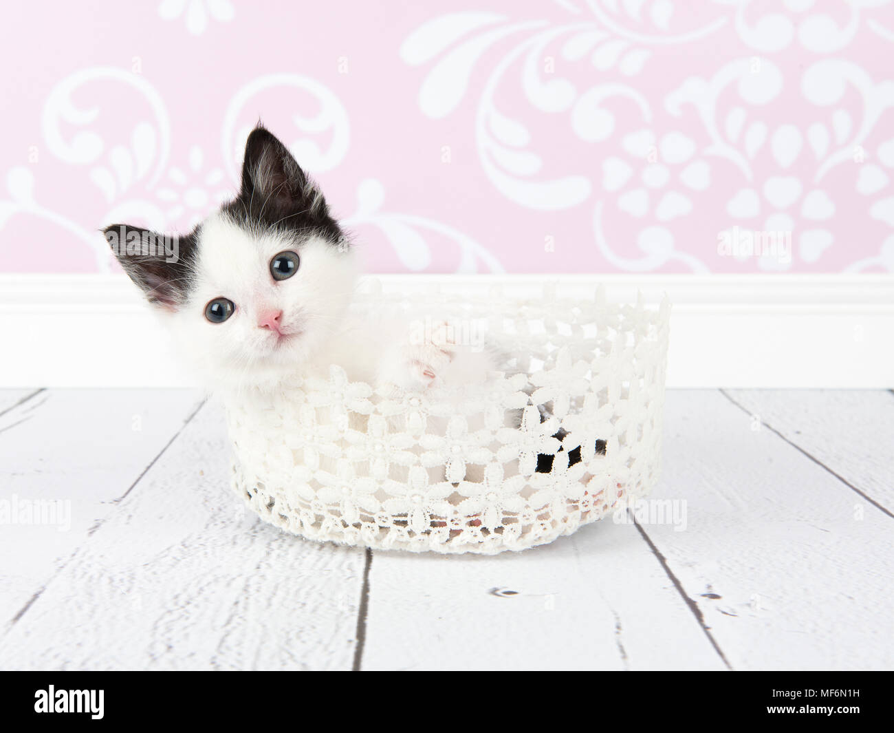 Bebe Noir Et Blanc Chaton Chat Couche Dans Un Panier Blanc En Dentelle Rose Et Blanc Dans Un Salon Studio Photo Stock Alamy
