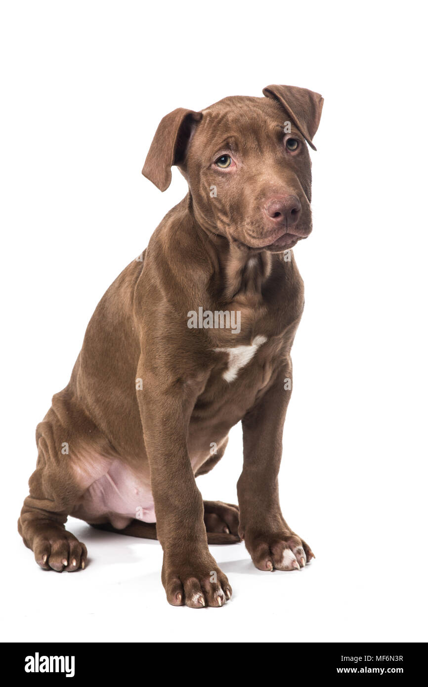Seance Mignon Chiot Pitbull Brun A Fond Blanc Photo Stock Alamy Seance Mignon Chiot Pitbull Brun A Fond Blanc Photo Stock Alamy