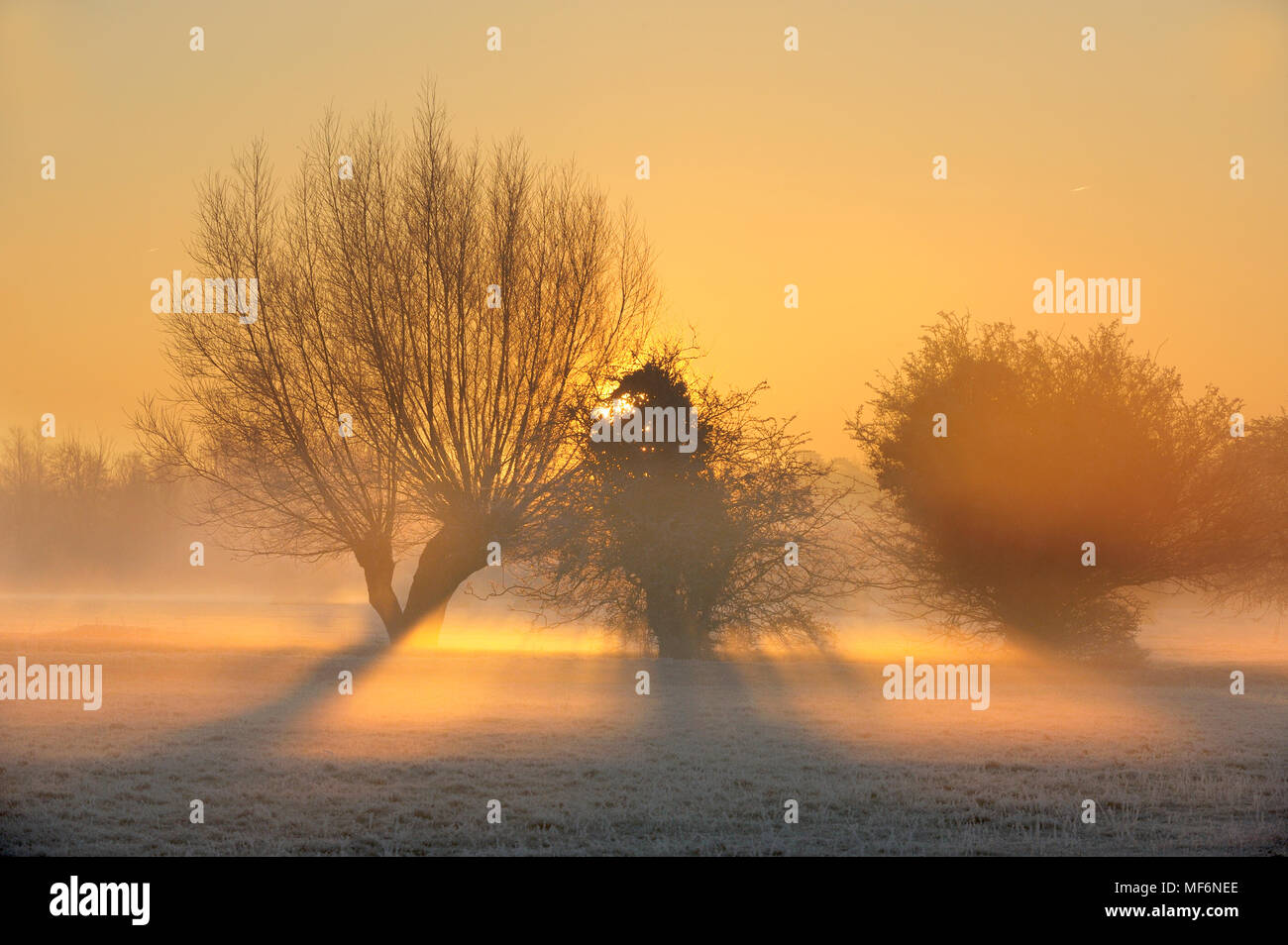 La brume et le givre du matin dans la vallée de la Stour, noueux avec willow tree, entre et Dedham, Essex Flatford/Suffolk Suffolk, frontières, Décembre Banque D'Images