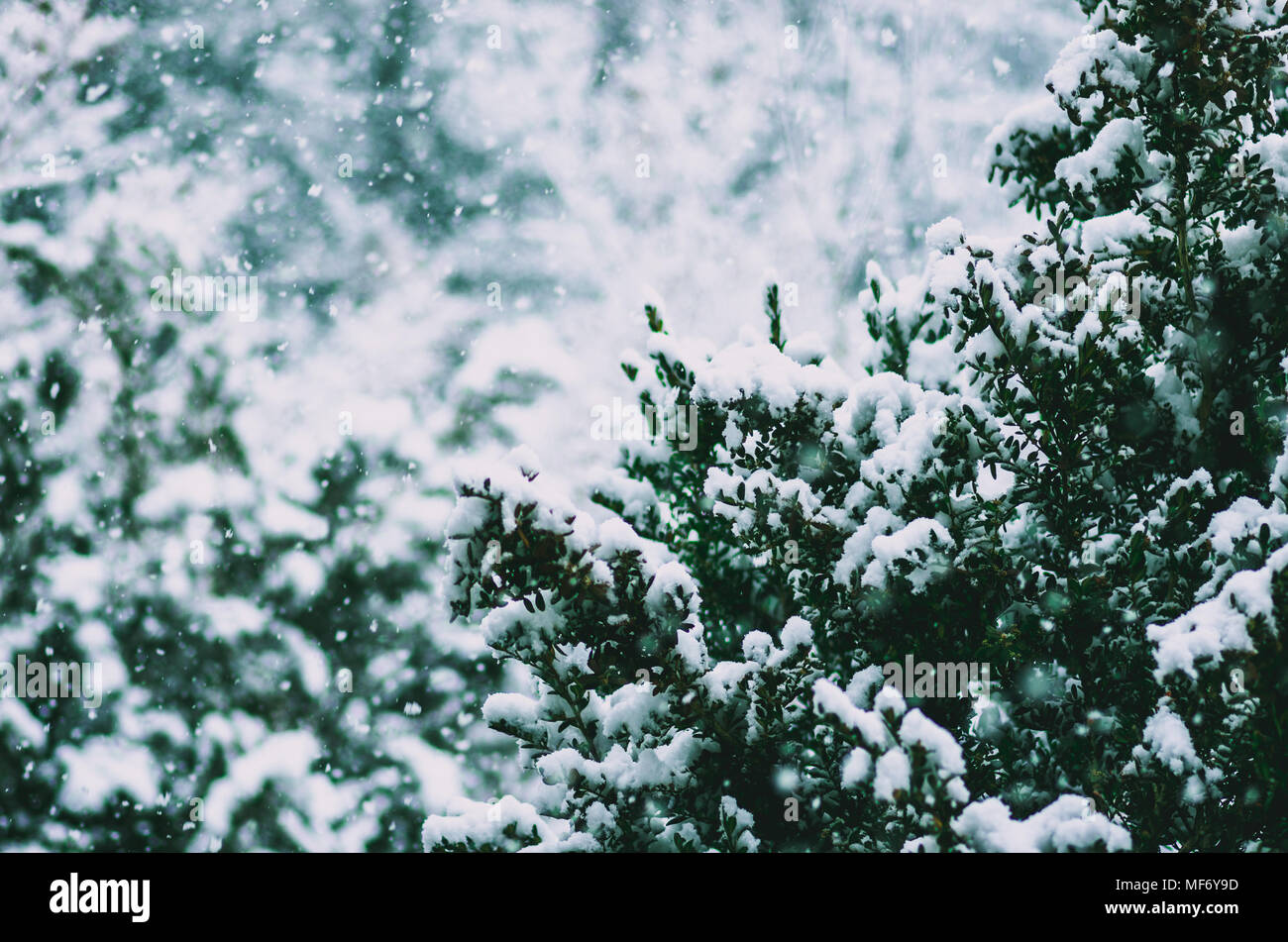 Photo macro d'une direction générale de la neige en hiver, Pyrénées, France Banque D'Images