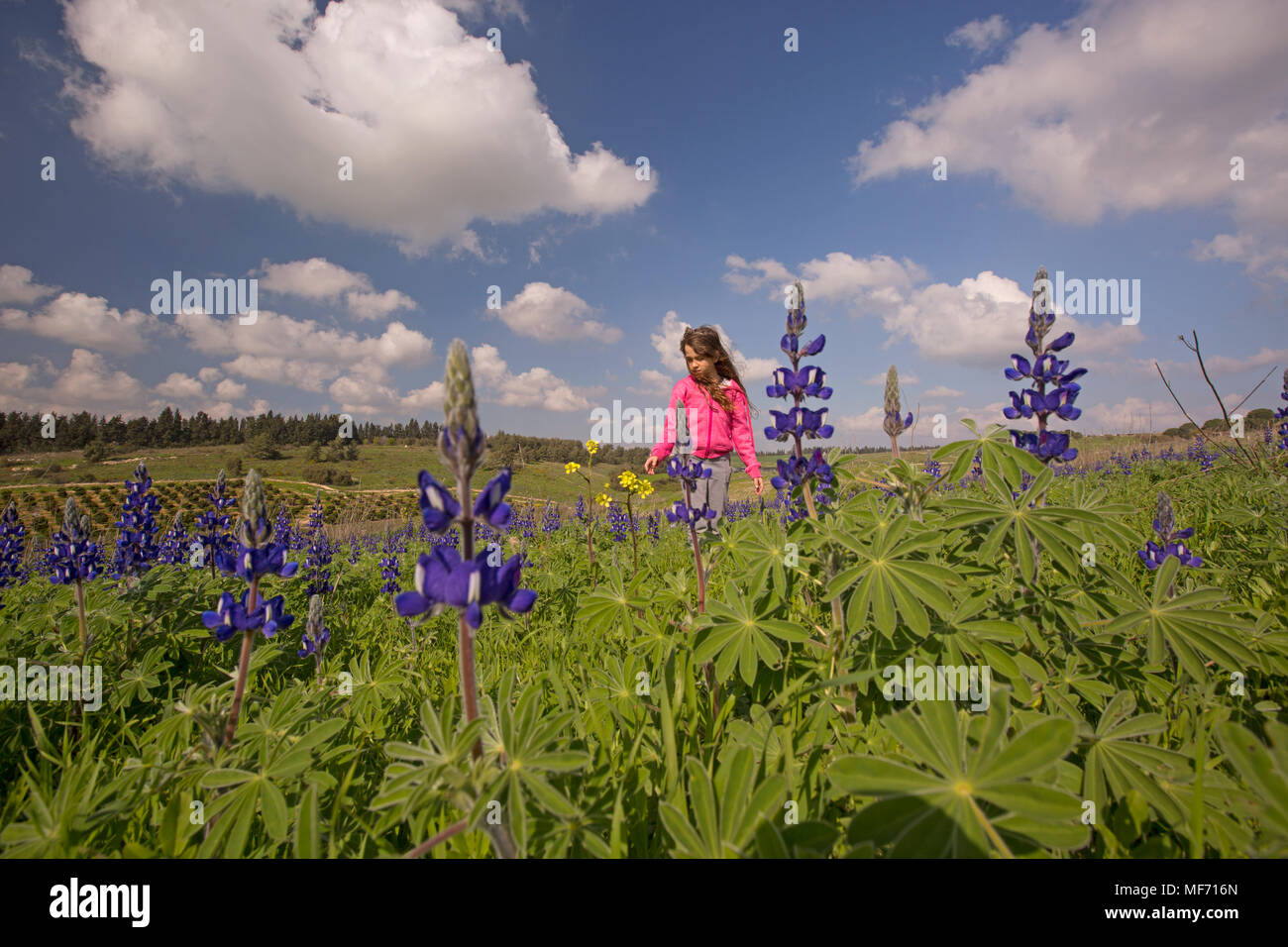 Une fille marche dans un champ bleu lupin (Lupinus pilosus) photographié à Ramot Menashe, Israël en février Banque D'Images