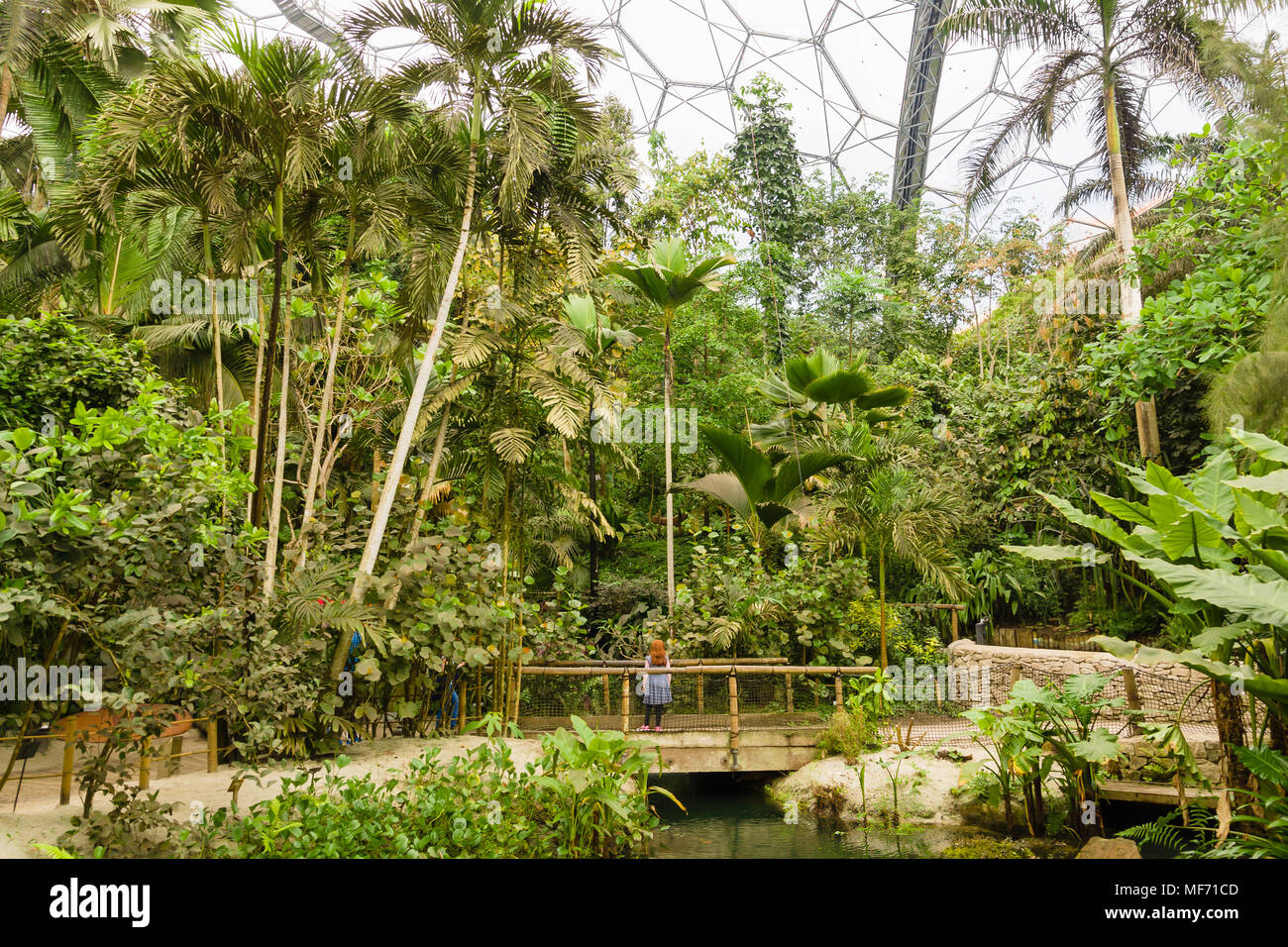 L'Eden Project biome forêt tropicale avec une jeune fille debout sur un  pont à la recherche jusqu'à la grandeur de la forêt pluviale la pièce Photo  Stock - Alamy