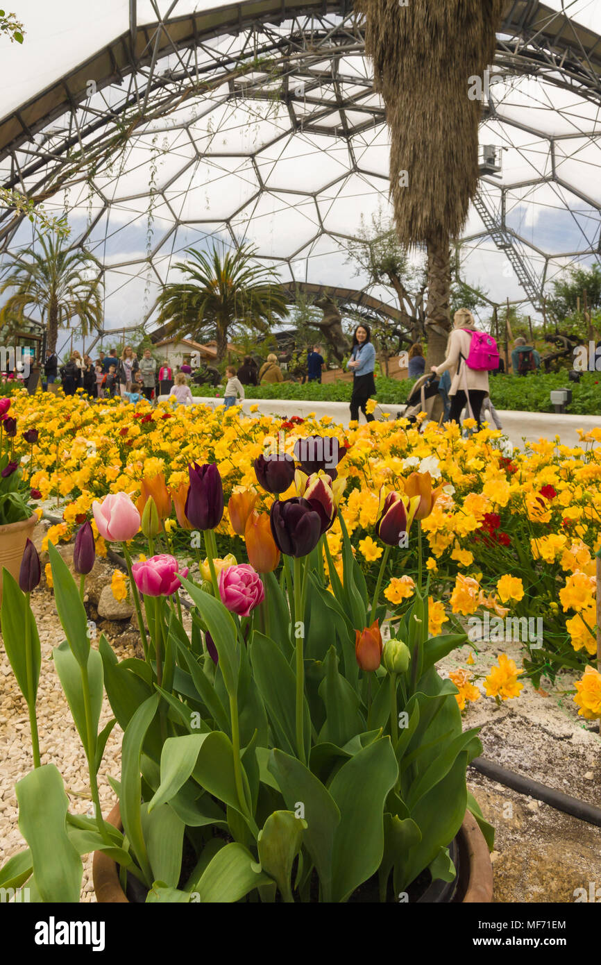L'Eden Project avec la floraison des tulipes dans le biome méditerranéen et visites errant dans les jardins Banque D'Images
