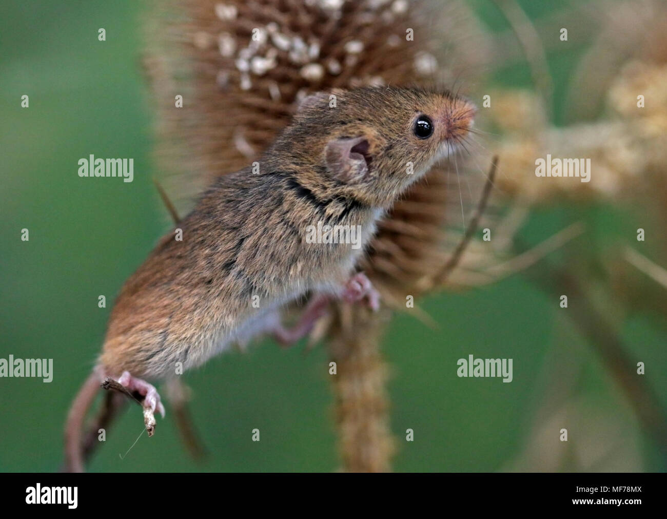 Micromys minutus (Souris), Royaume-Uni Banque D'Images