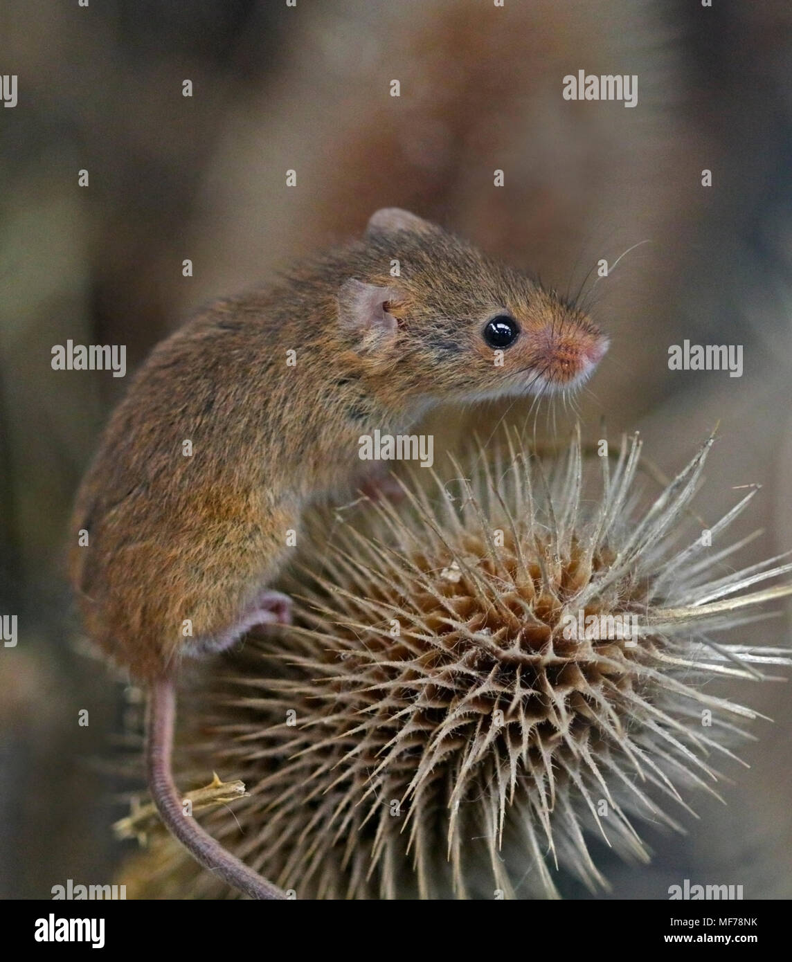 Micromys minutus (Souris), Royaume-Uni Banque D'Images