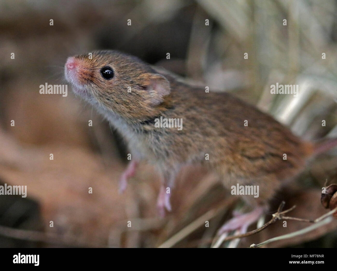 Micromys minutus (Souris), Royaume-Uni Banque D'Images
