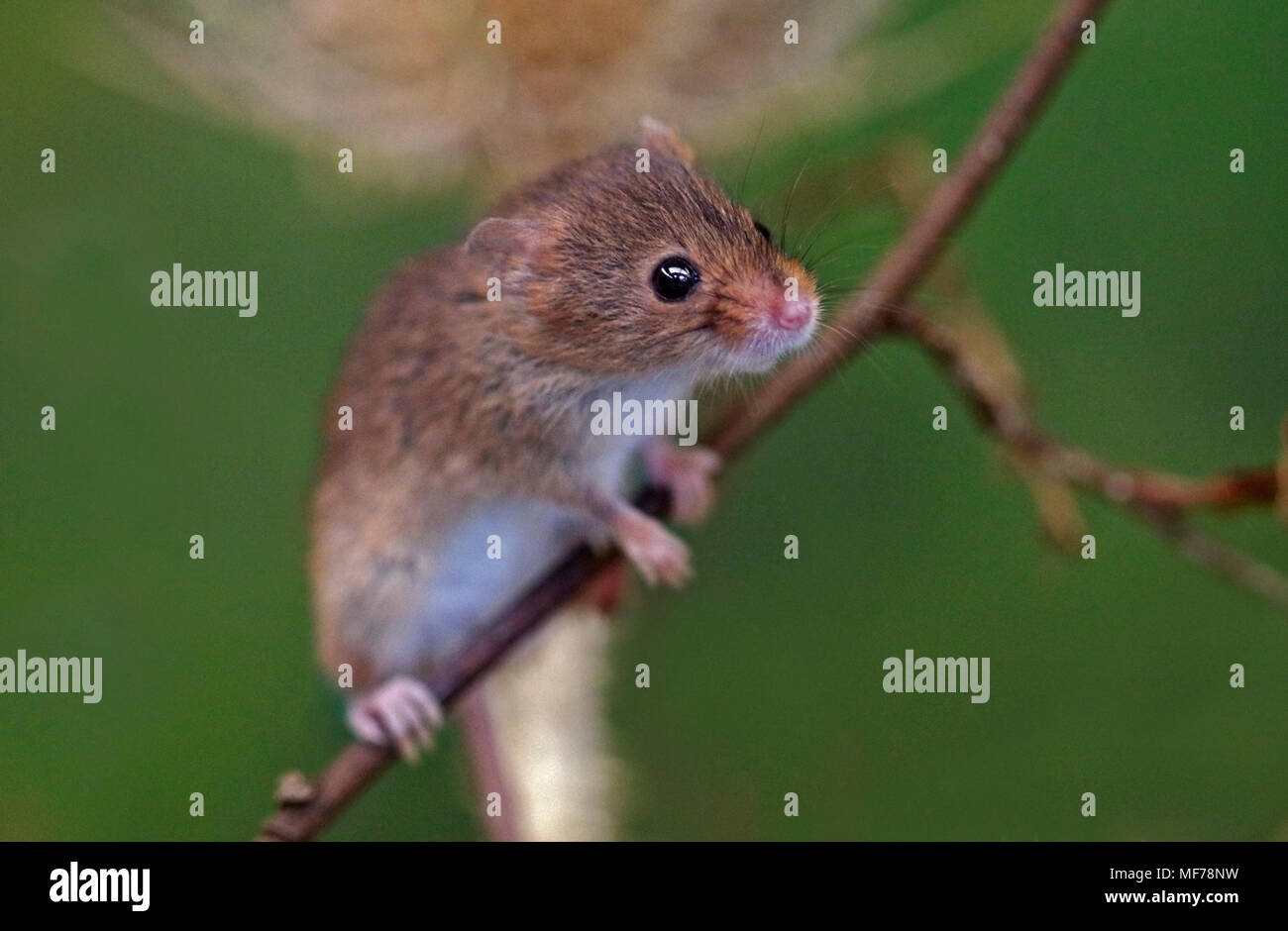 Micromys minutus (Souris), Royaume-Uni Banque D'Images