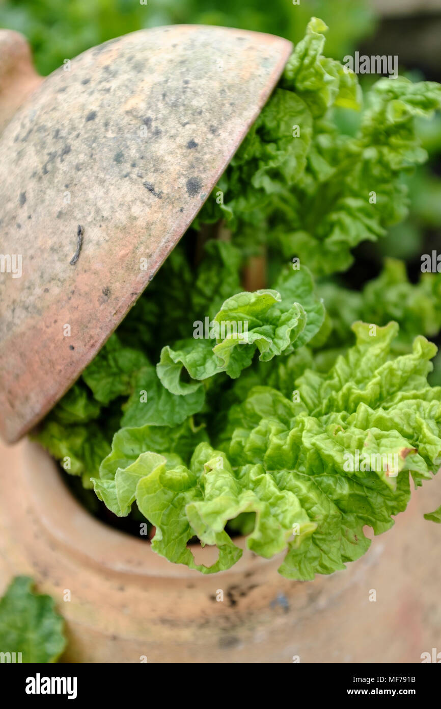 La rhubarbe, fruit d'un pot en terre cuite de la rhubarbe de forçage Banque D'Images