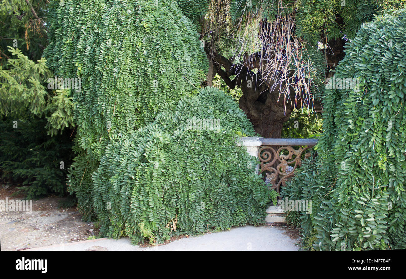 Pagode japonaise avec des arbres vieux métal rambarde rouillée. Vieux sophora japonica et de vieux métal rouillé balustrade avec un décor composé de grapevine sont à l'arrière-plan. Banque D'Images