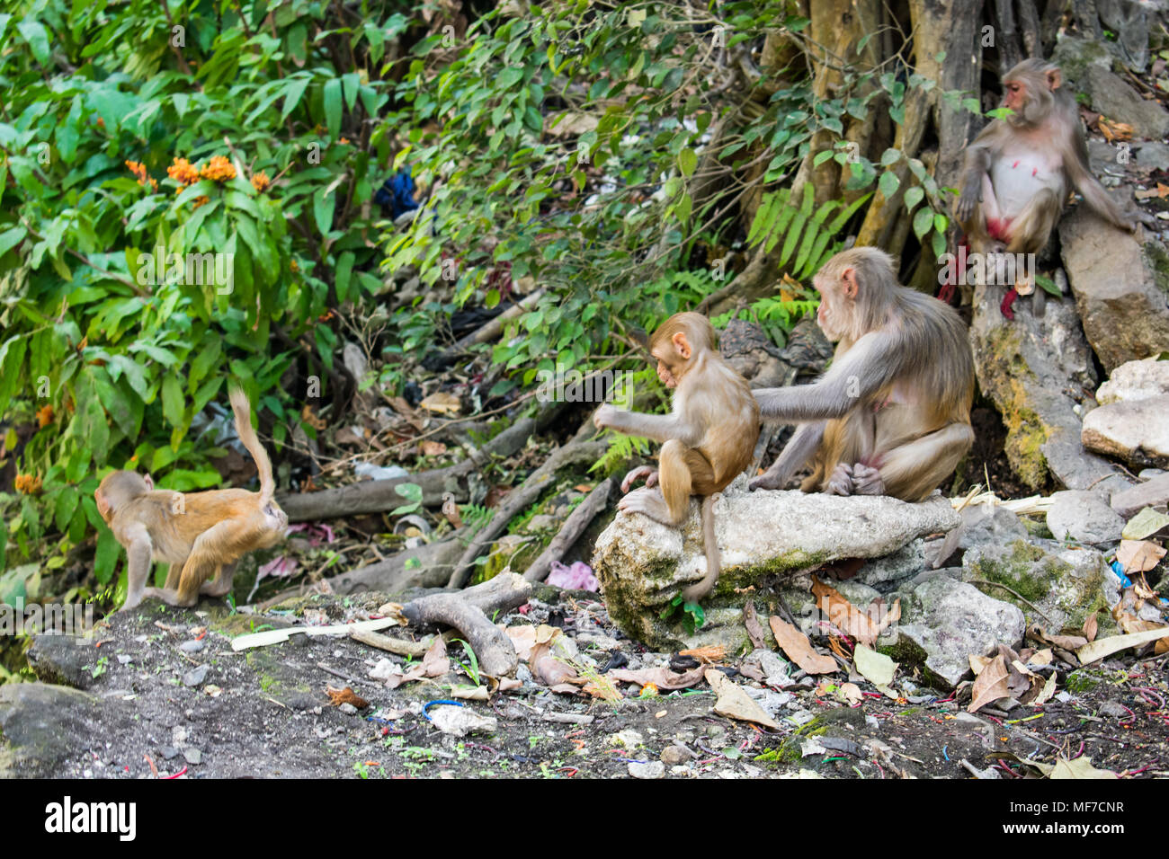 mère de singe prenant soin de son bébé avec beaucoup d'amour et d'affection sous un arbre. Banque D'Images