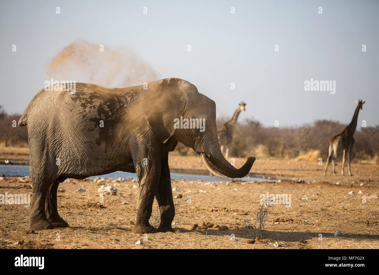 L'Afrique, la Namibie, Etosha National Park, l'éléphant d'Afrique, Loxodonta africana, jeune animal, la poussière baignoire Banque D'Images
