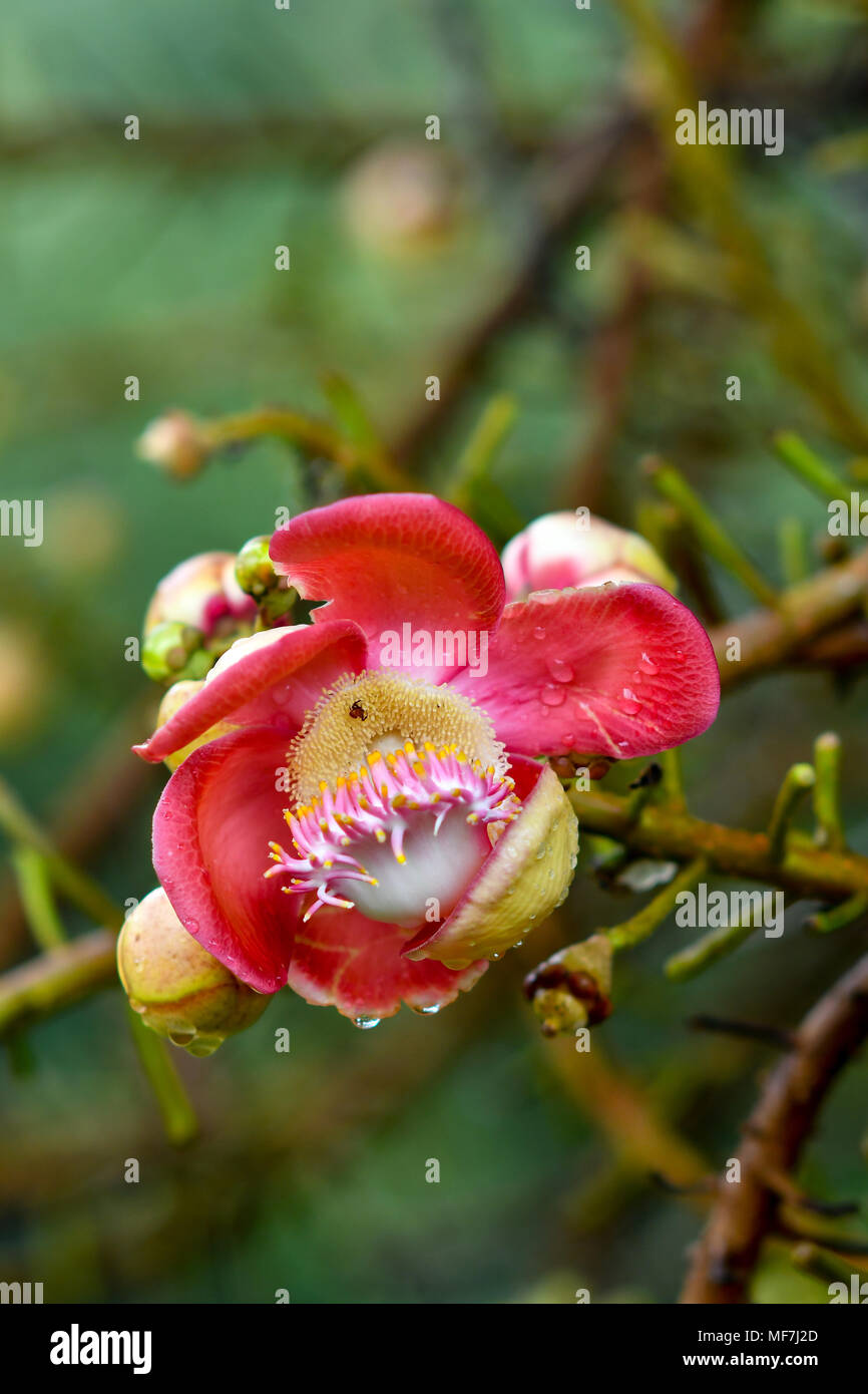 Fleur de cannon ball tree Banque D'Images