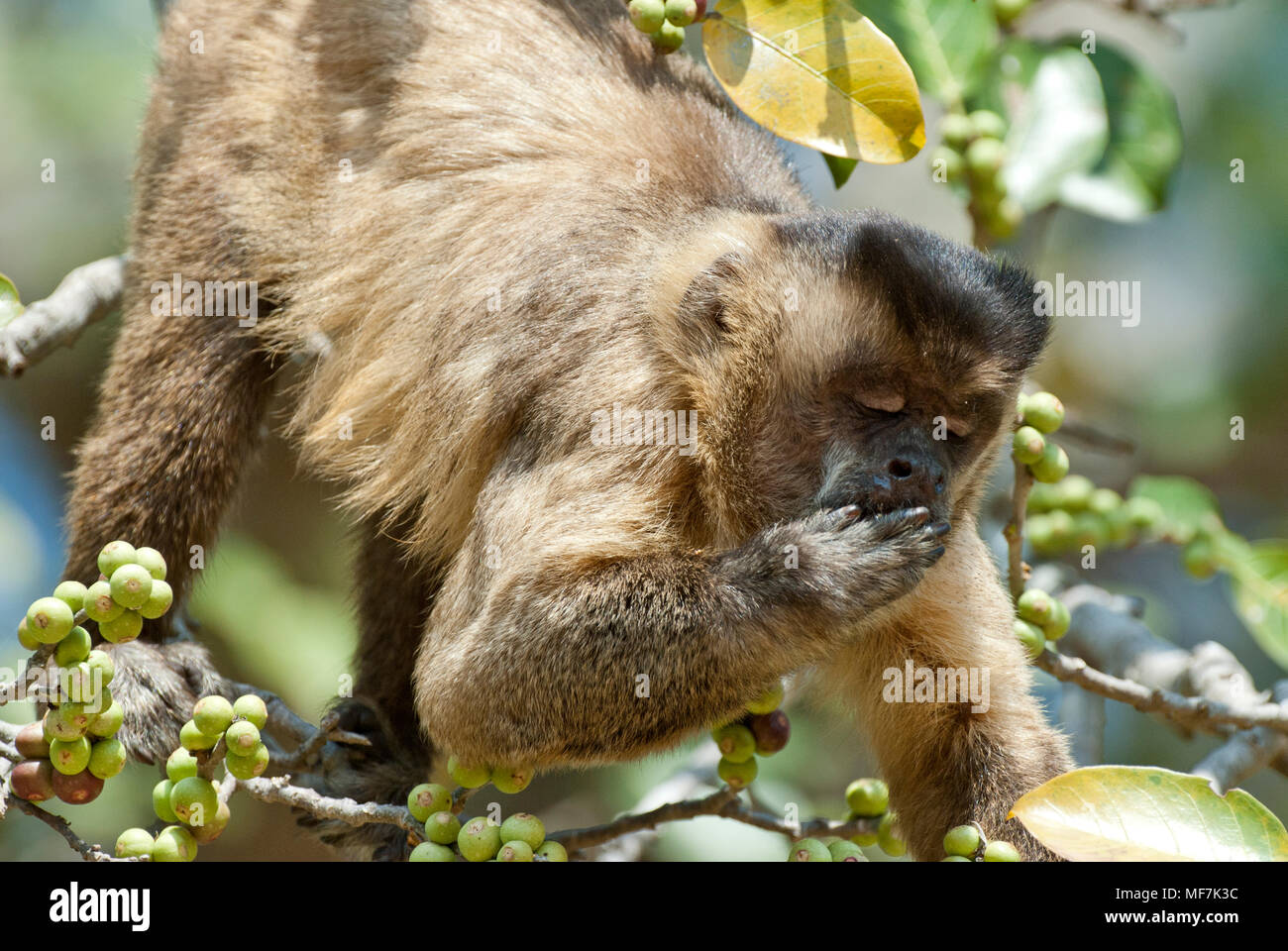 Black-striped (aka capucin barbu) se nourrissant de noix de palme Banque D'Images