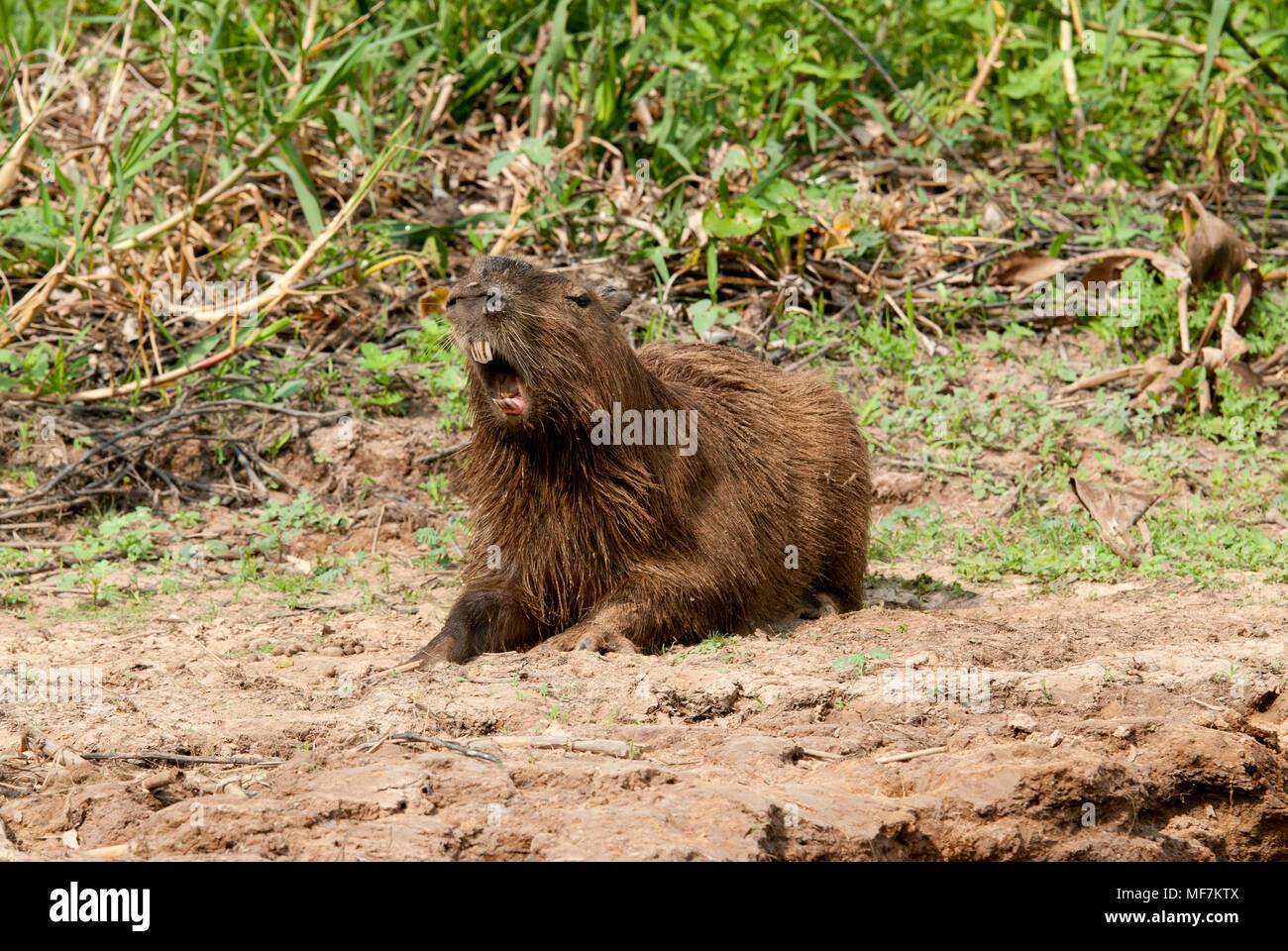 Capybara (Hydrochoerus hydrochaeris) l'émission d'une écorce d'avertissement Banque D'Images
