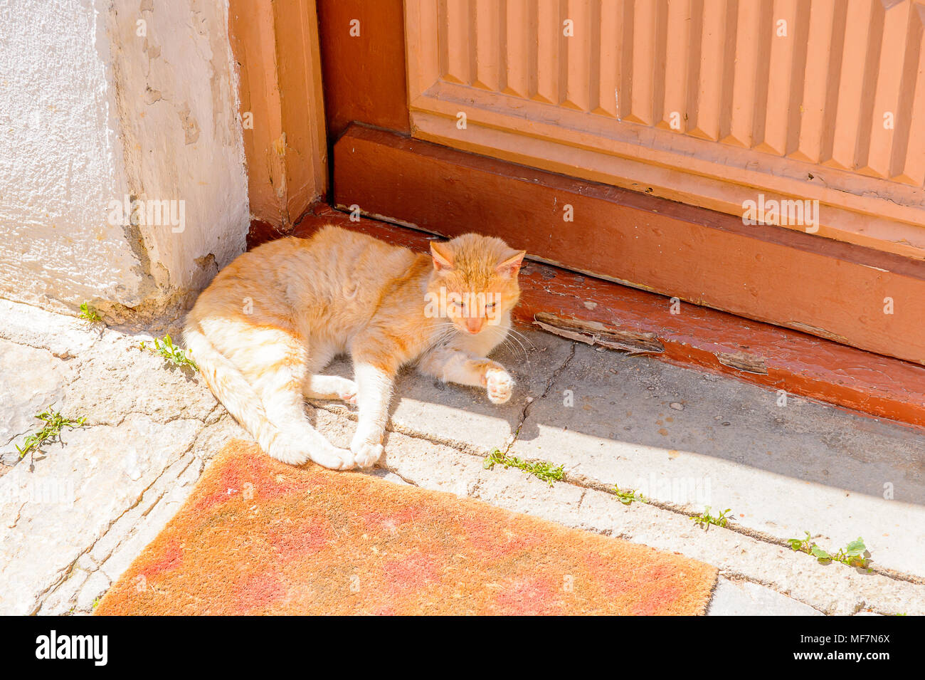 Cat près d'une porte à Kastoria, Grèce, Macédoine de l'Ouest Banque D'Images