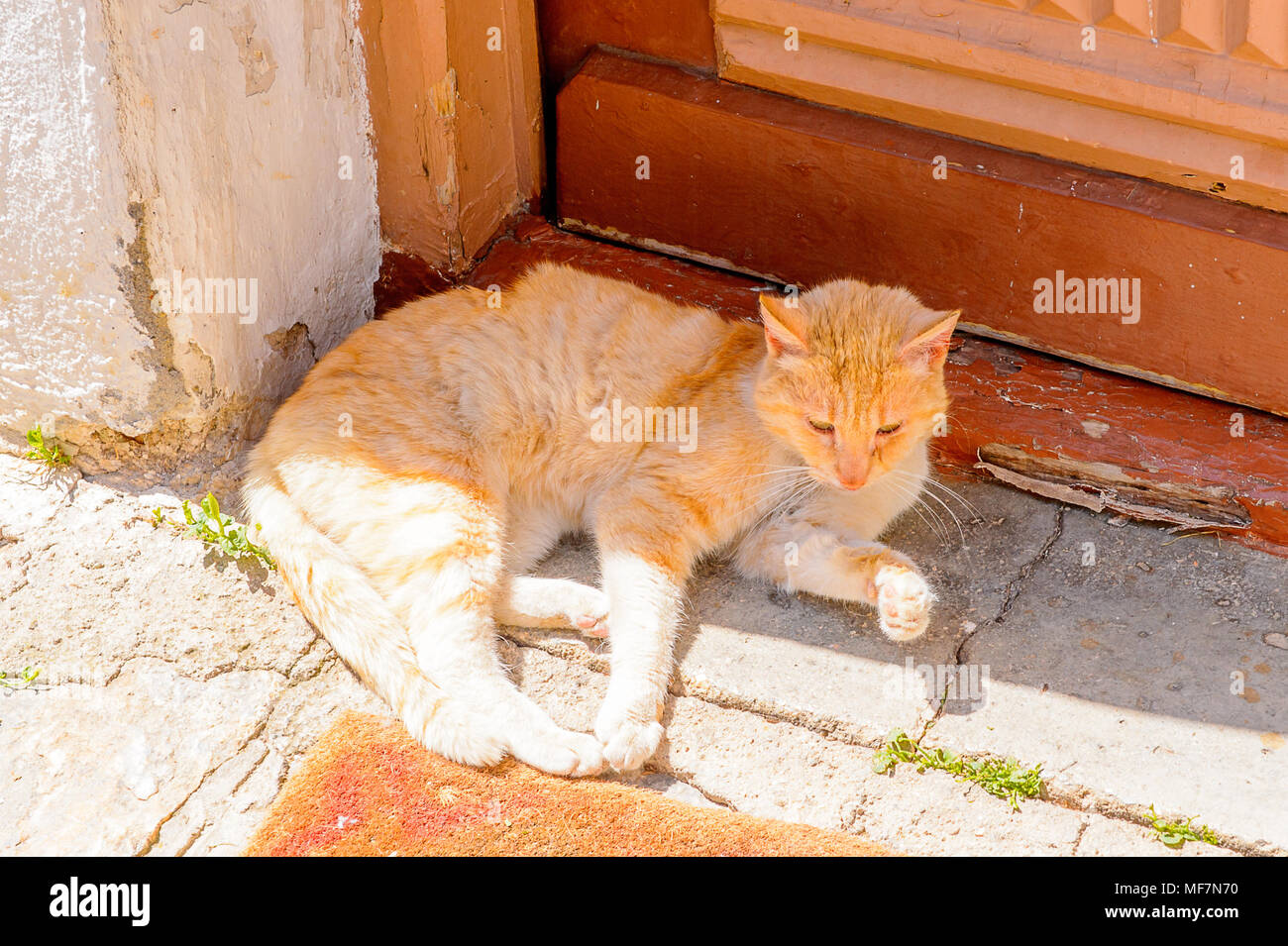 Cat près d'une porte à Kastoria, Grèce, Macédoine de l'Ouest Banque D'Images