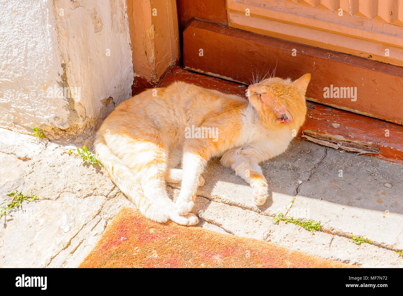 Cat près d'une porte à Kastoria, Grèce, Macédoine de l'Ouest Banque D'Images
